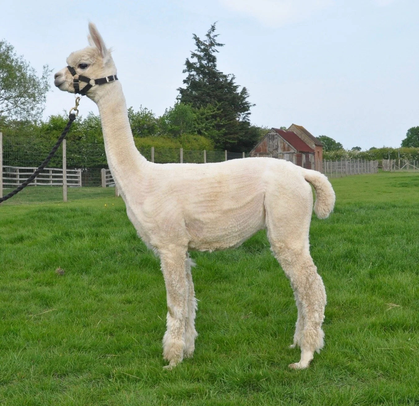 COLD COMFORT NANCY (SOLD)