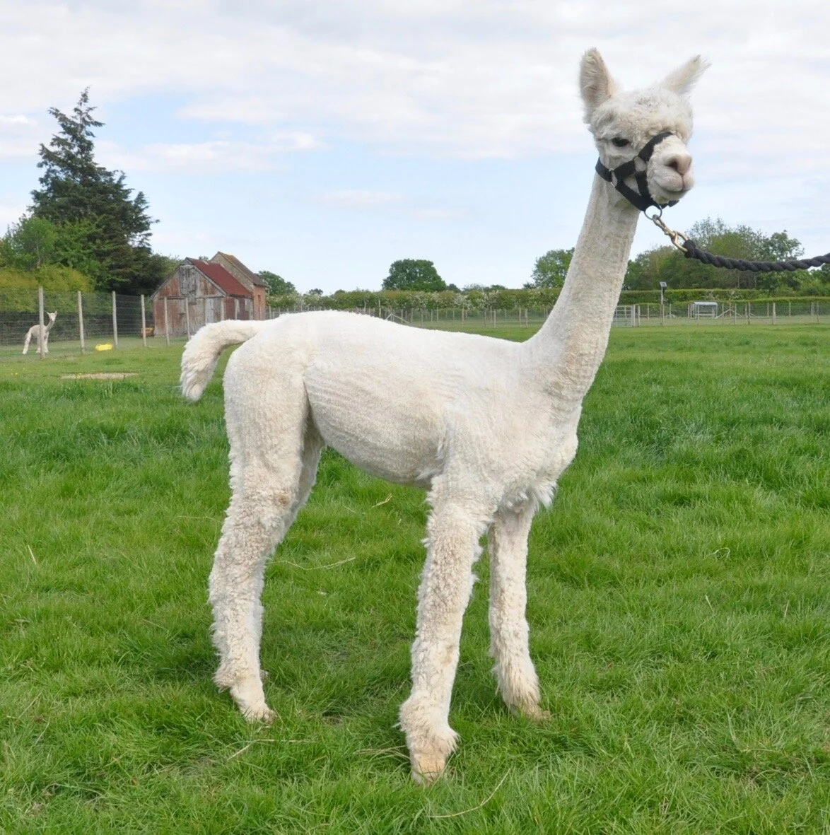 COLD COMFORT SYLVIE (SOLD)