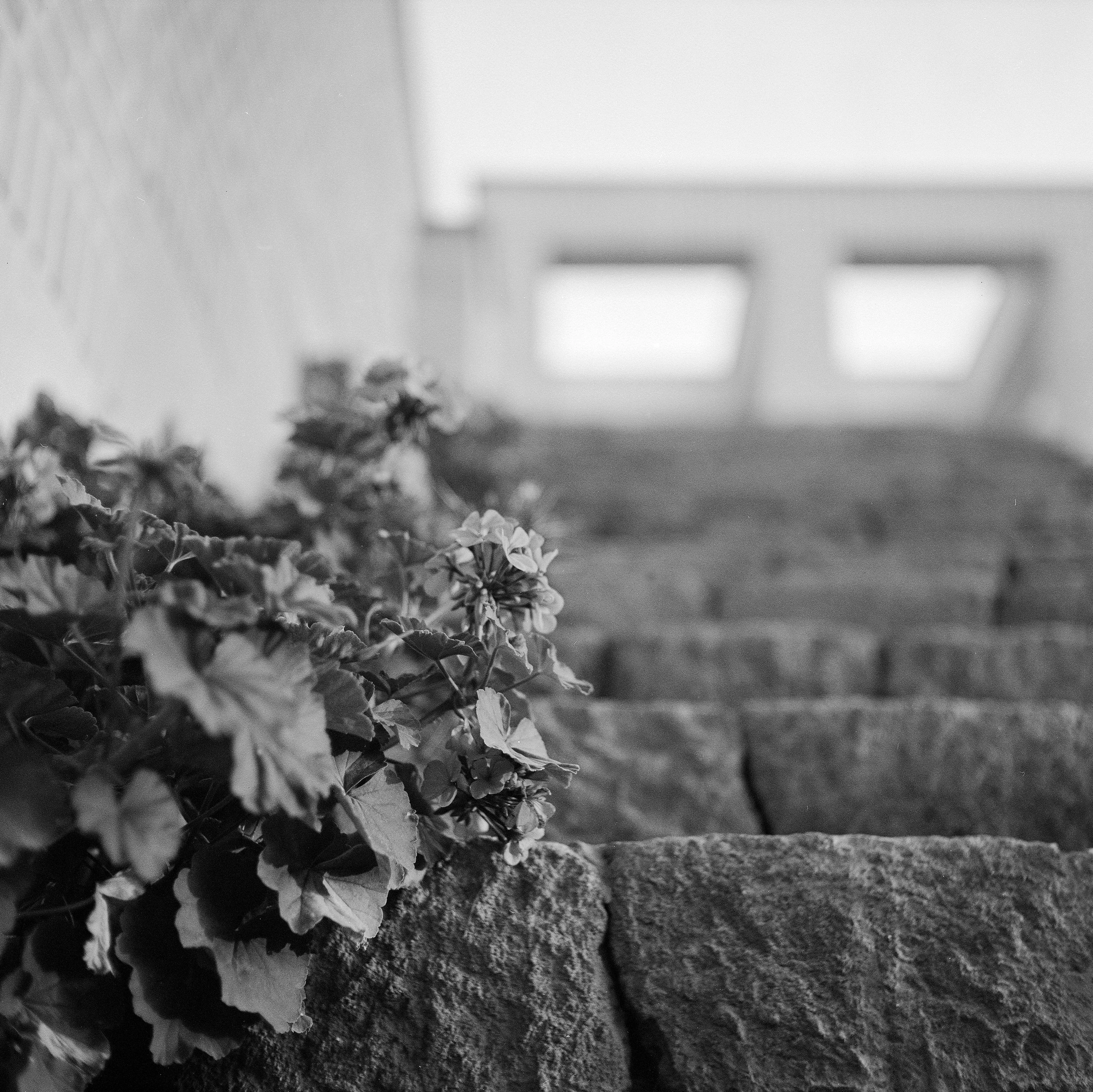 Black-and-white photograph of a patch of leafy plants on the ground with a building in the background.