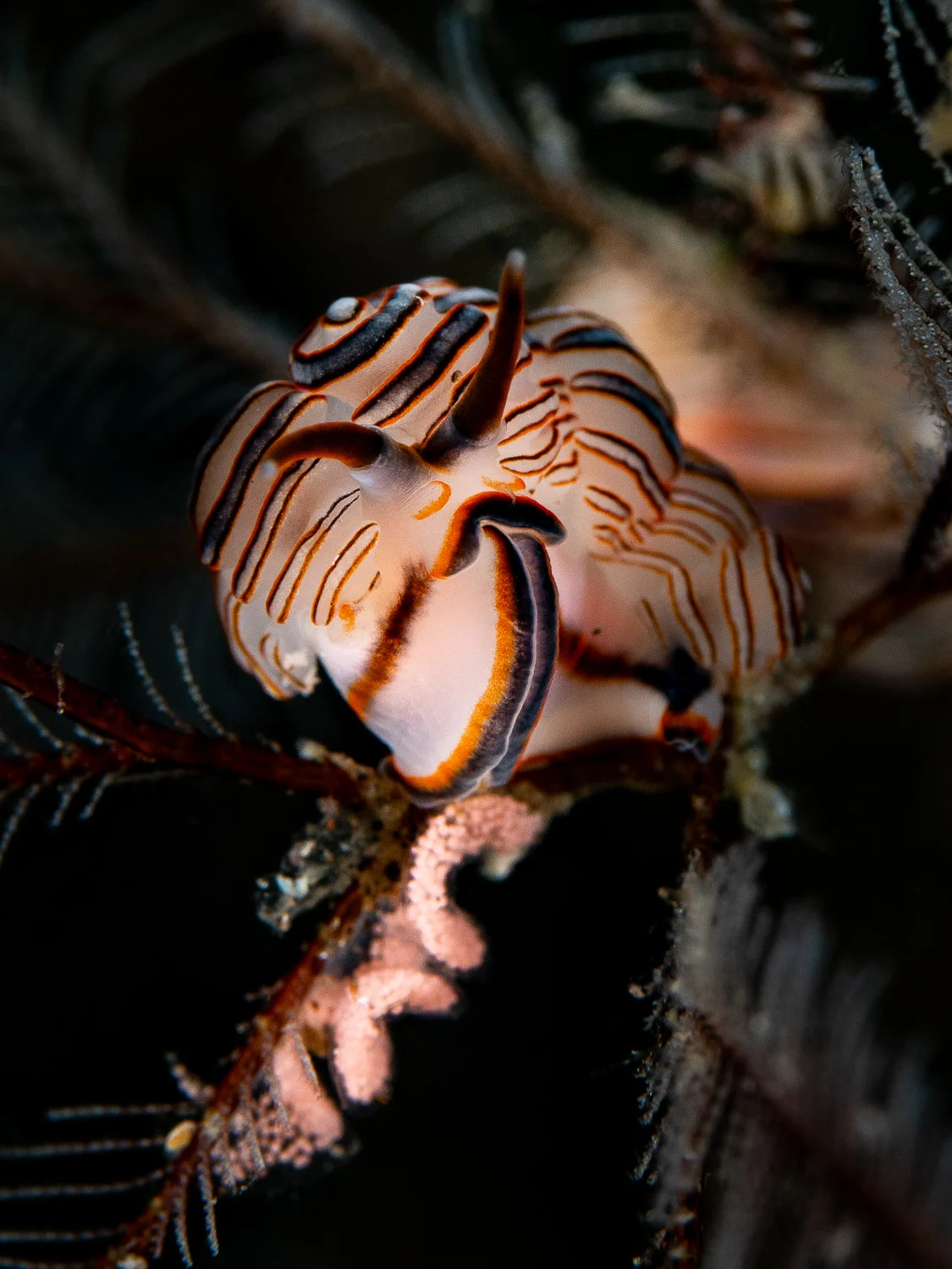 Nudibranch - Doto greenamyeri with eggs