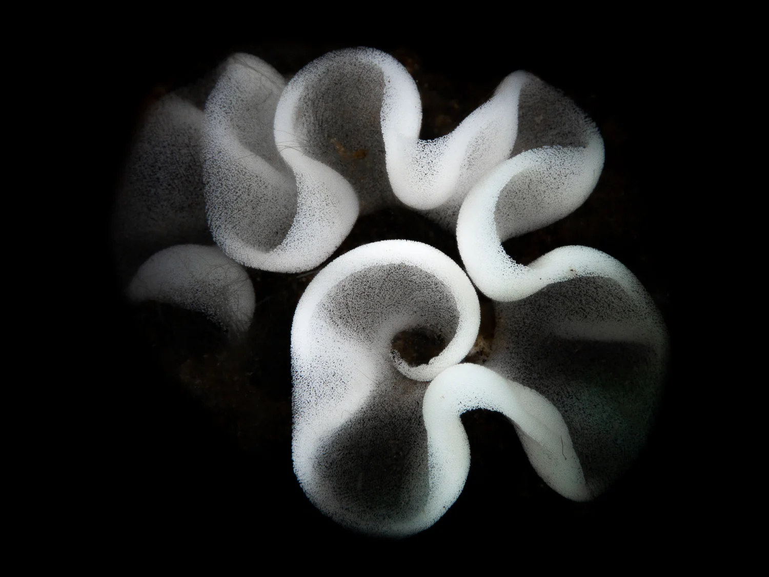 White nudibranch eggs