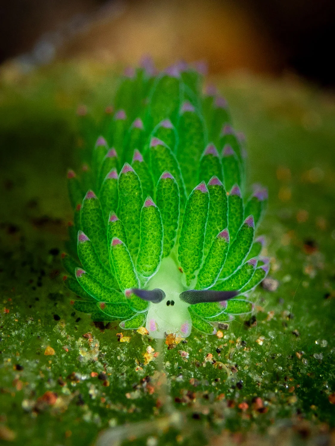 Nudibranch - Costasiella sp