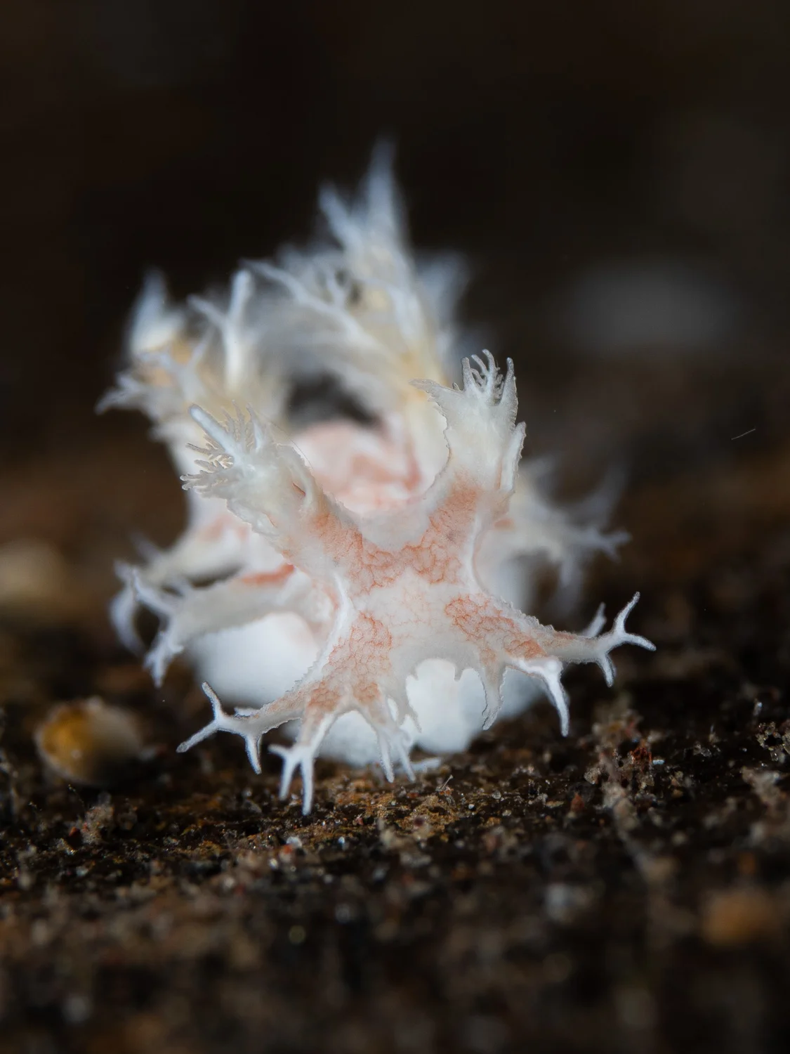 Nudibranch - Tritonia SP