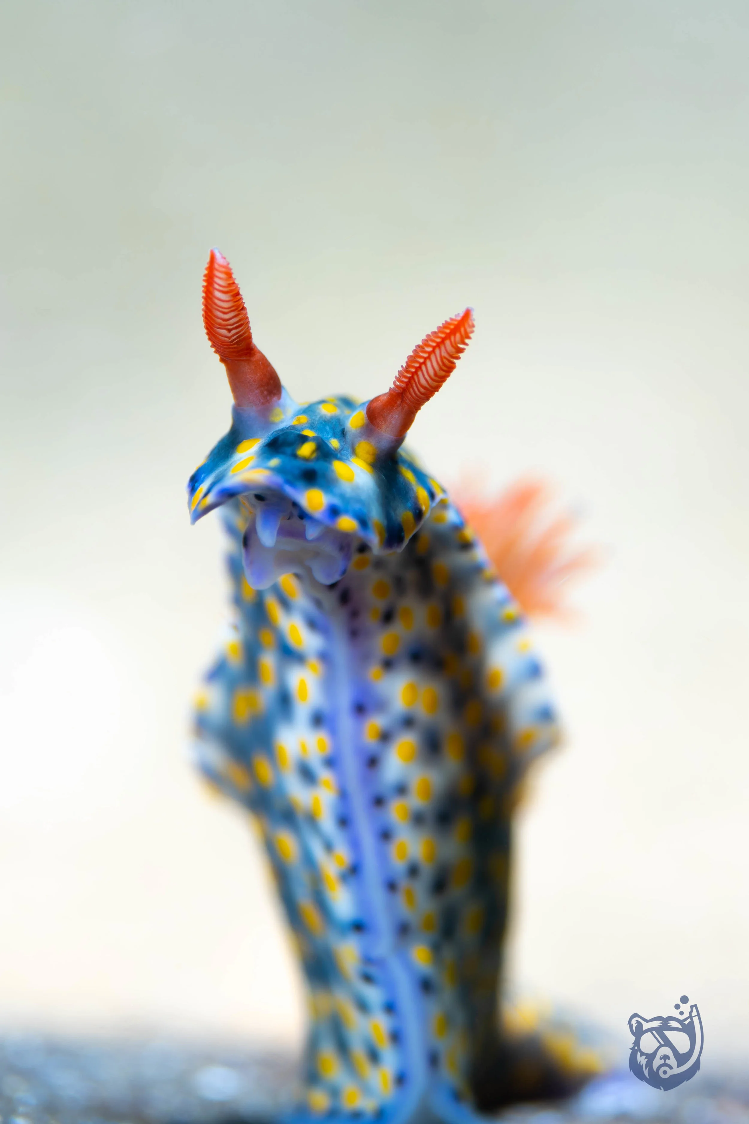 Nudibranch - Hypselodoris infucata