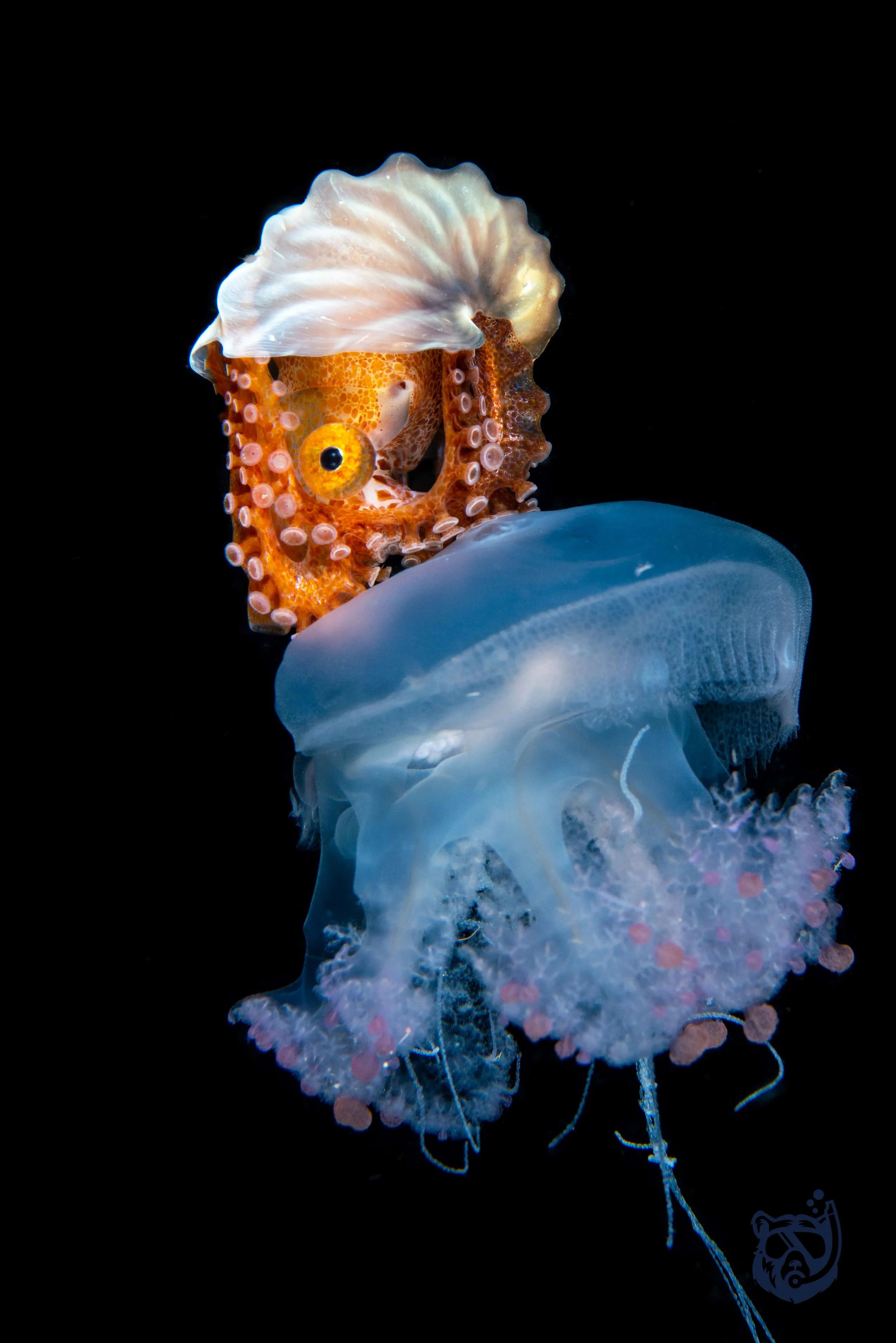 Paper nautilus riding a jellyfish