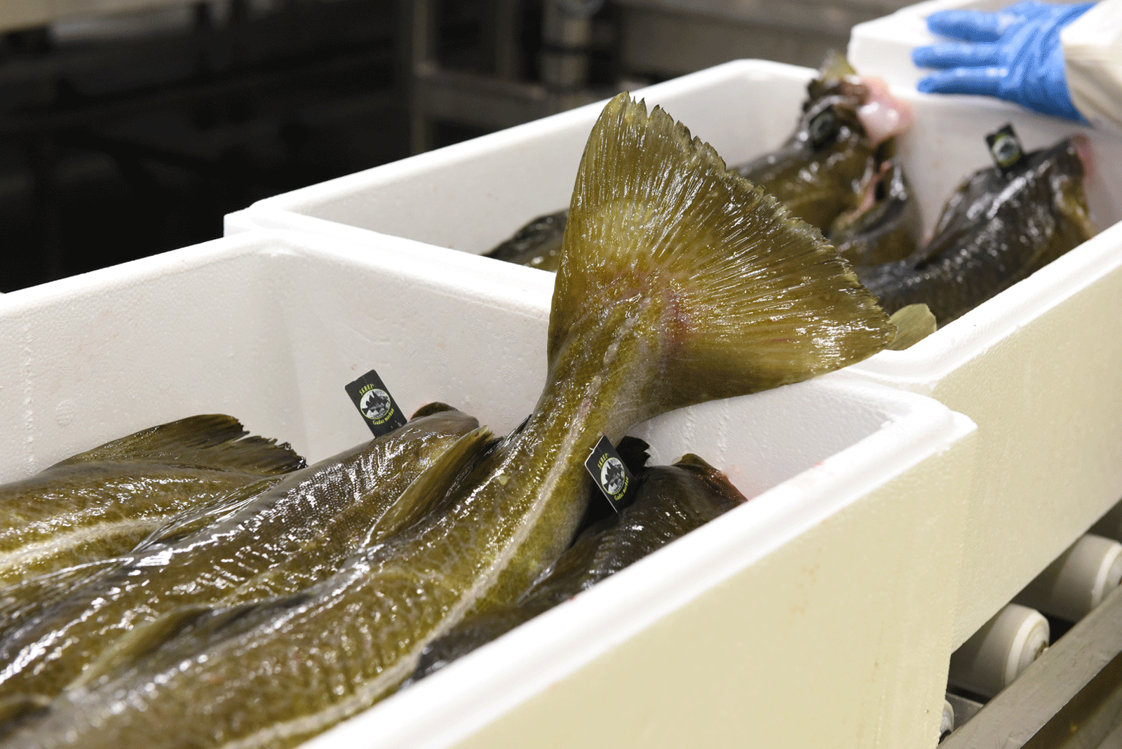Frozen cod exports rise