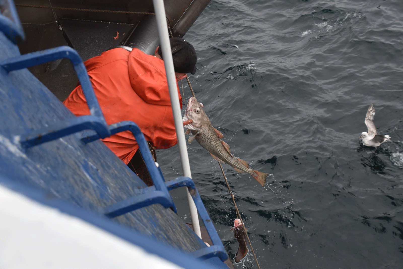 "Frozen at Sea Fishermen" - video competition