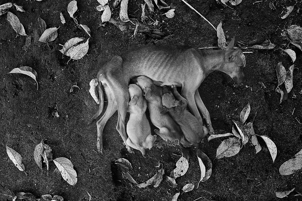  During the lactation process in mammals, lead is transmitted from mothers to newborns. This dog suckles its cubs in one of the areas closed by the Ministry of the Environment due to the high levels of lead found in soil, water and air. 