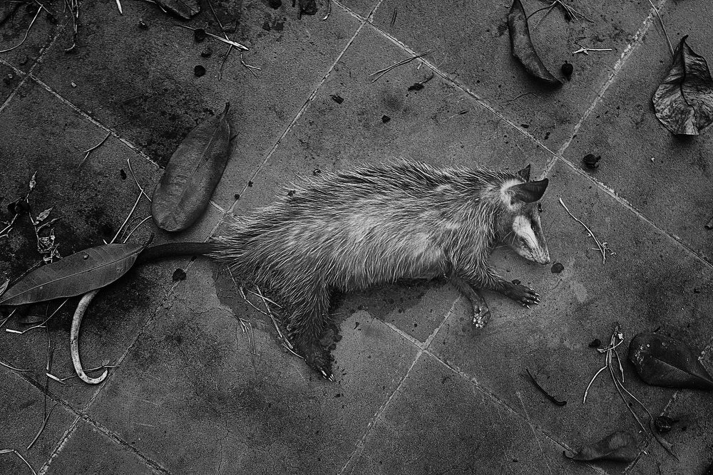  The neighbors affirm that as a result of the contamination it is very frequent to find dead animals in the places near the factory, like this  opossum. 