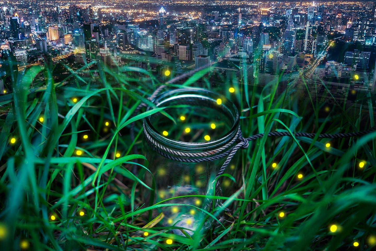 firefly background_LR.jpg