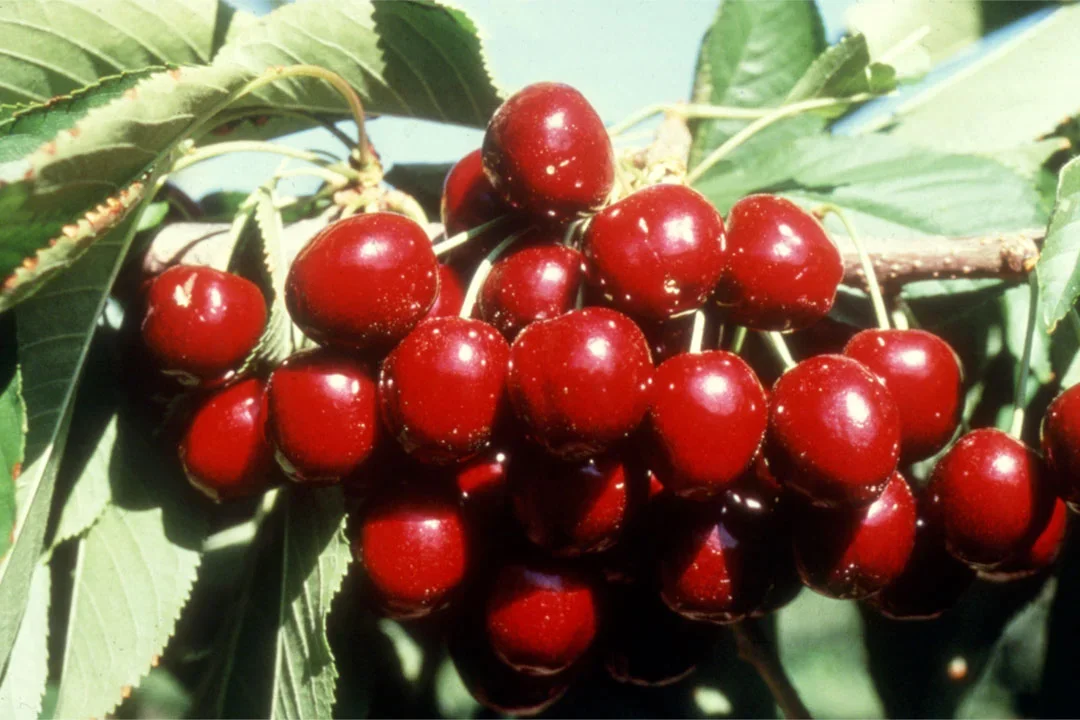 Lapins_cherry_Van_Well.webp