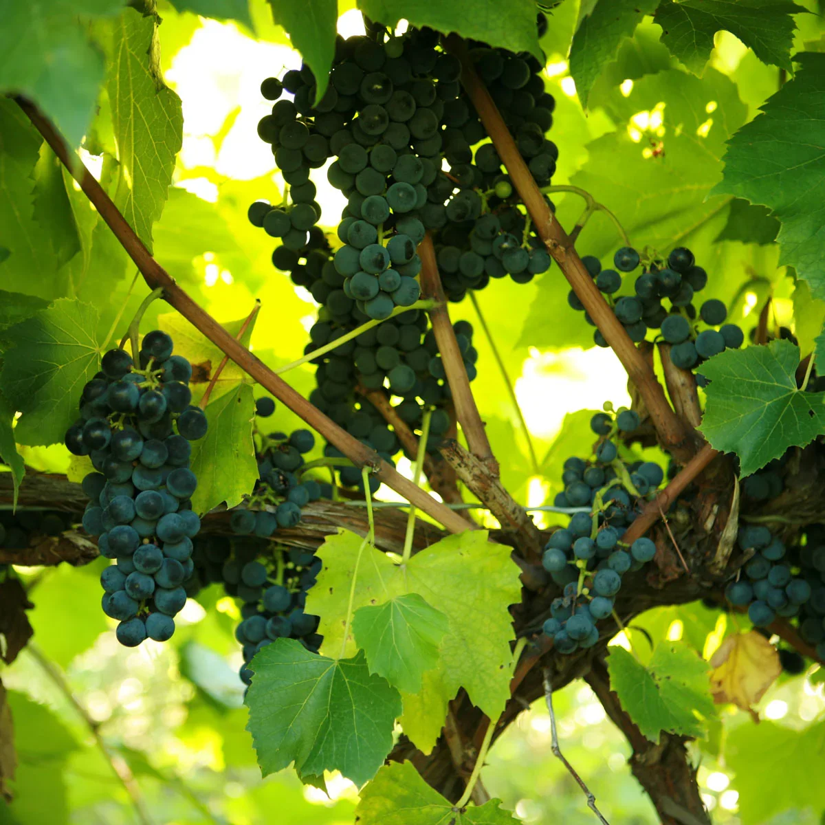 St Croix Grape - Double A Vineyards.webp