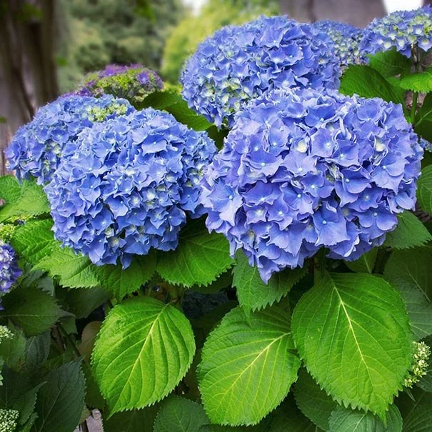 Hydrangea_blue2.jpg