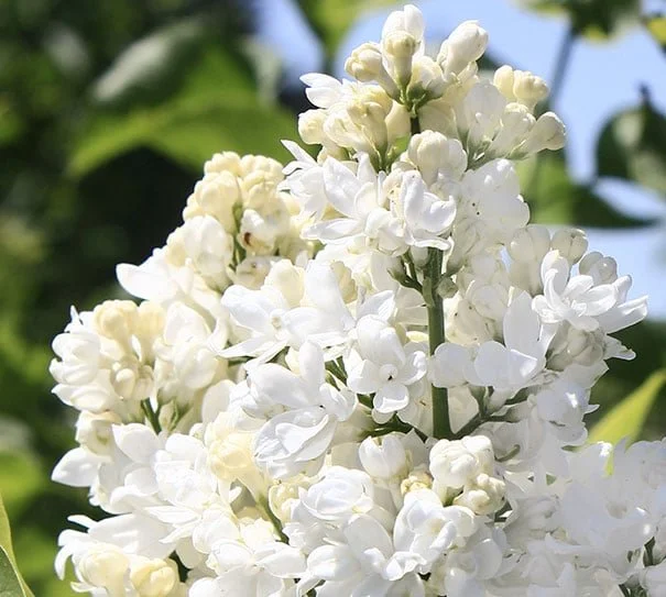Syringa-Mme-Lemoine-detail.jpg