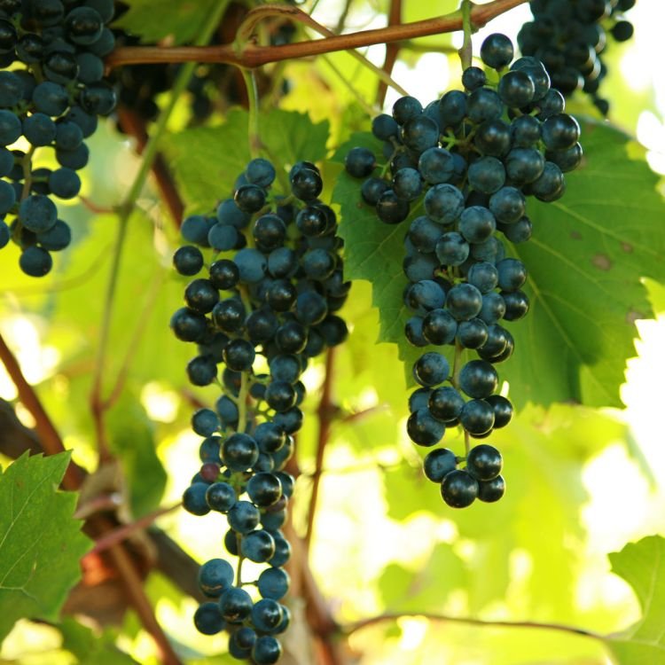 double-a-vineyards-frontenac3-grapevines.jpg