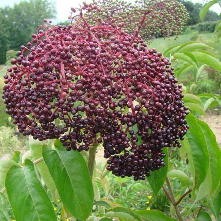 adams_elderberries.jpg