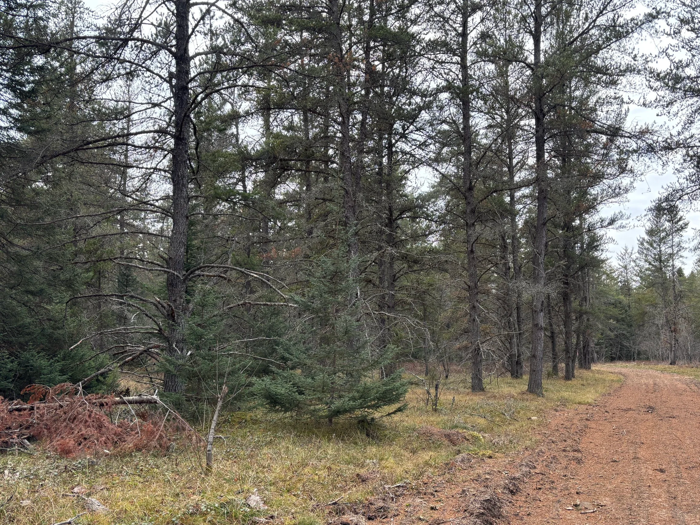 Keep More $$$ From Your Timber Harvest! : A Timber Taxes Workshop — Houghton Keweenaw Conservation District &amp; Metcalfe Forestry Co.