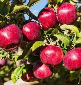 teeple royal red empire.jpg