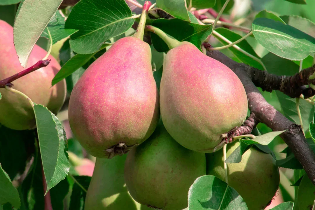 pear-seckel-VanWell.webp