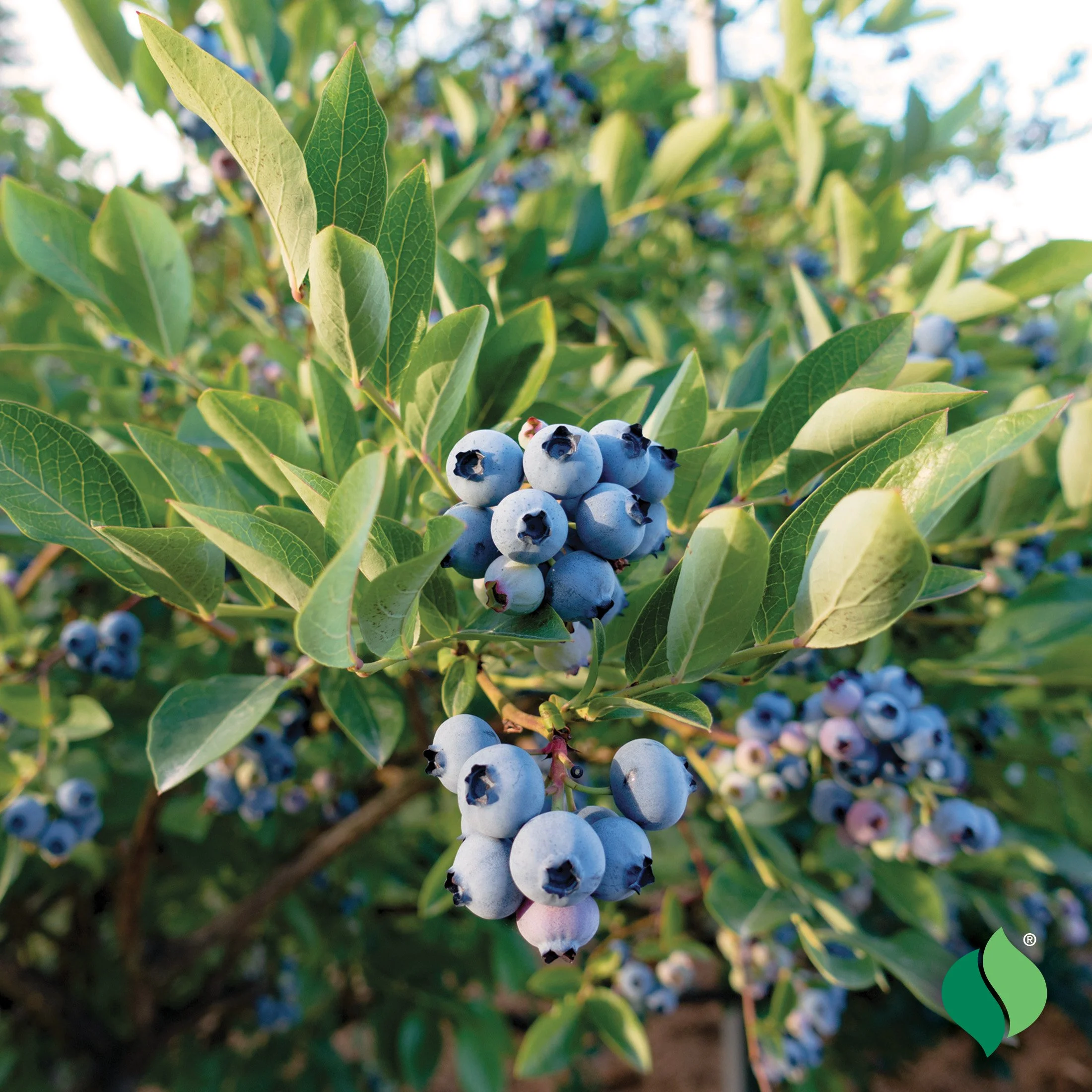 AS_Blueberry_Patriot_2.jpg