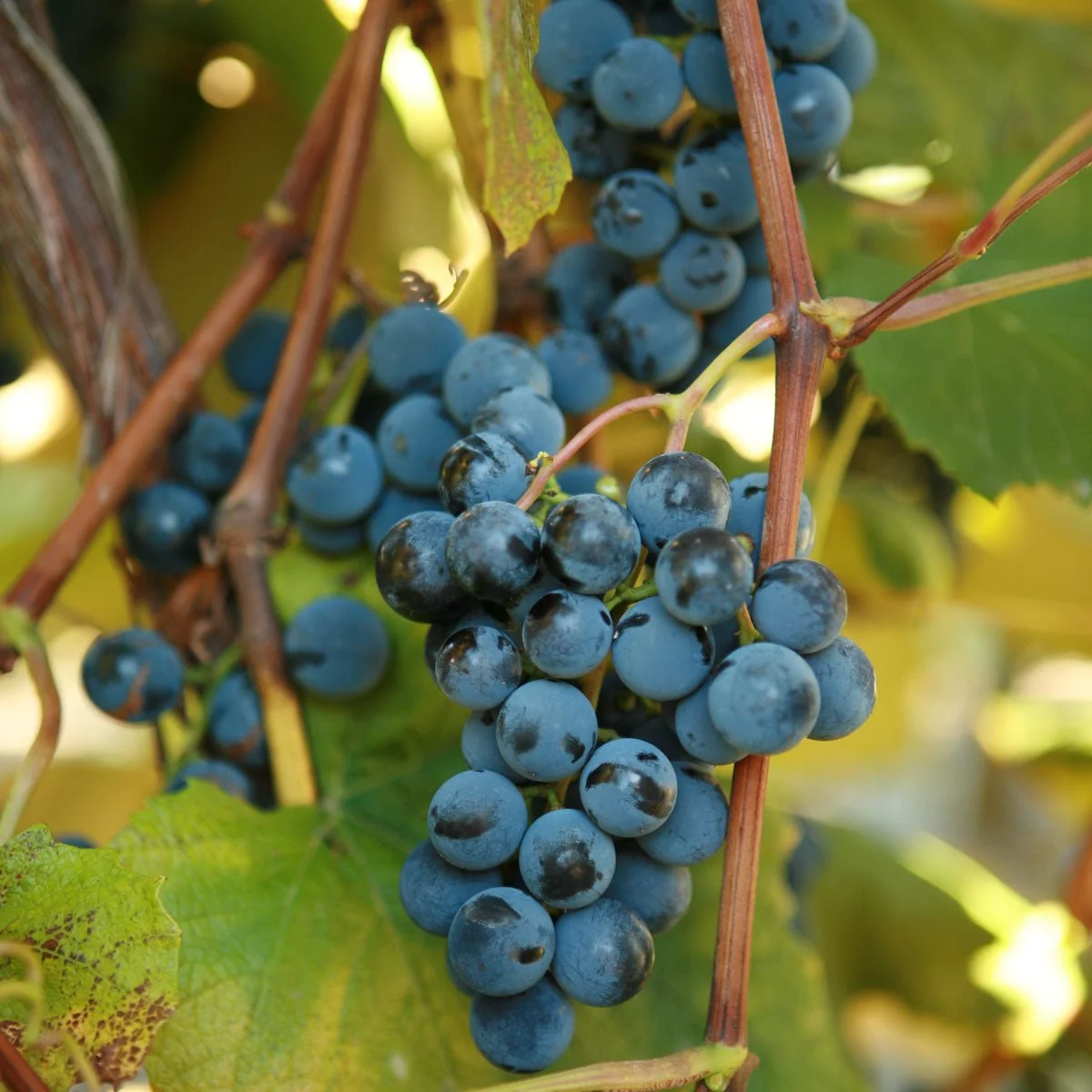 double-a-vineyards-concord-grapevines.jpg