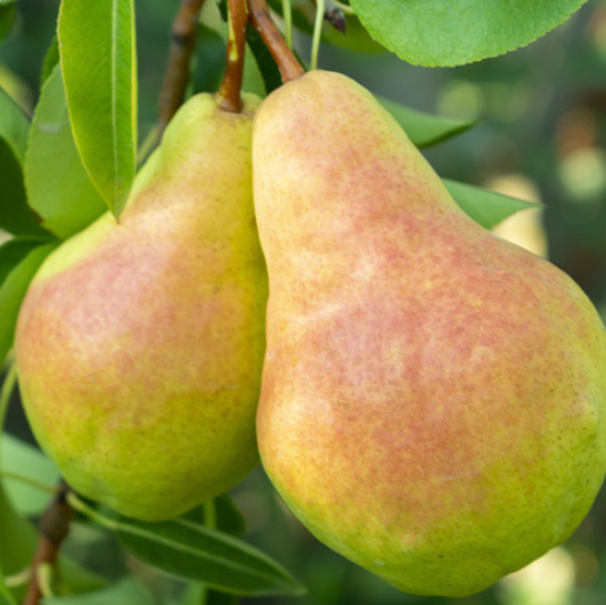 Seckle_Pear_OneGreenWorld.png