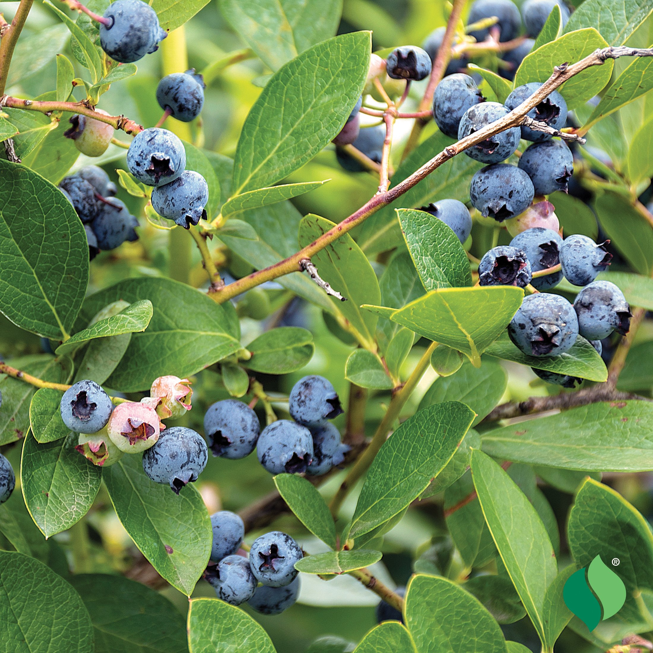 Blueberry_Northland_3.jpg