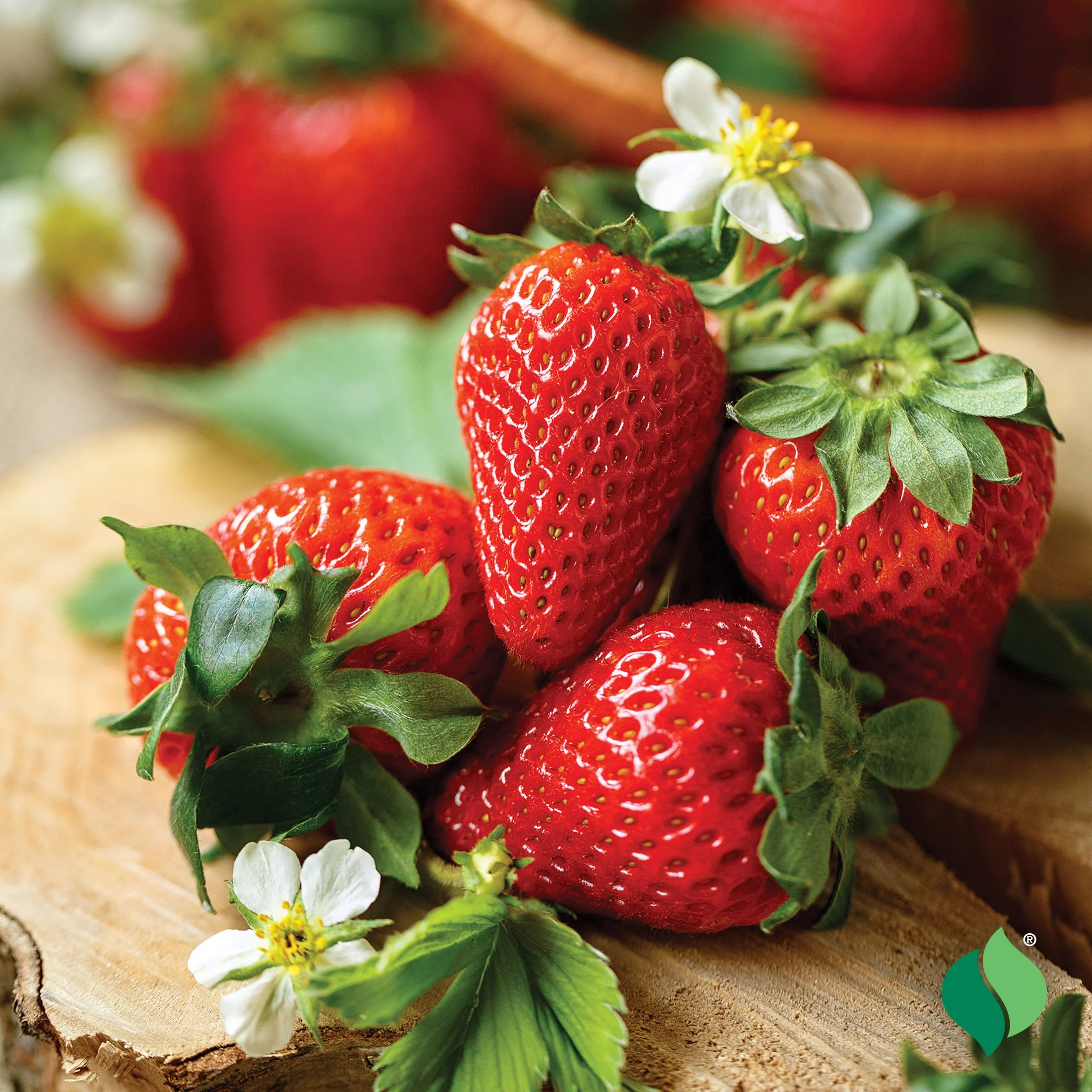 Strawberry_Honeoye_2.jpg