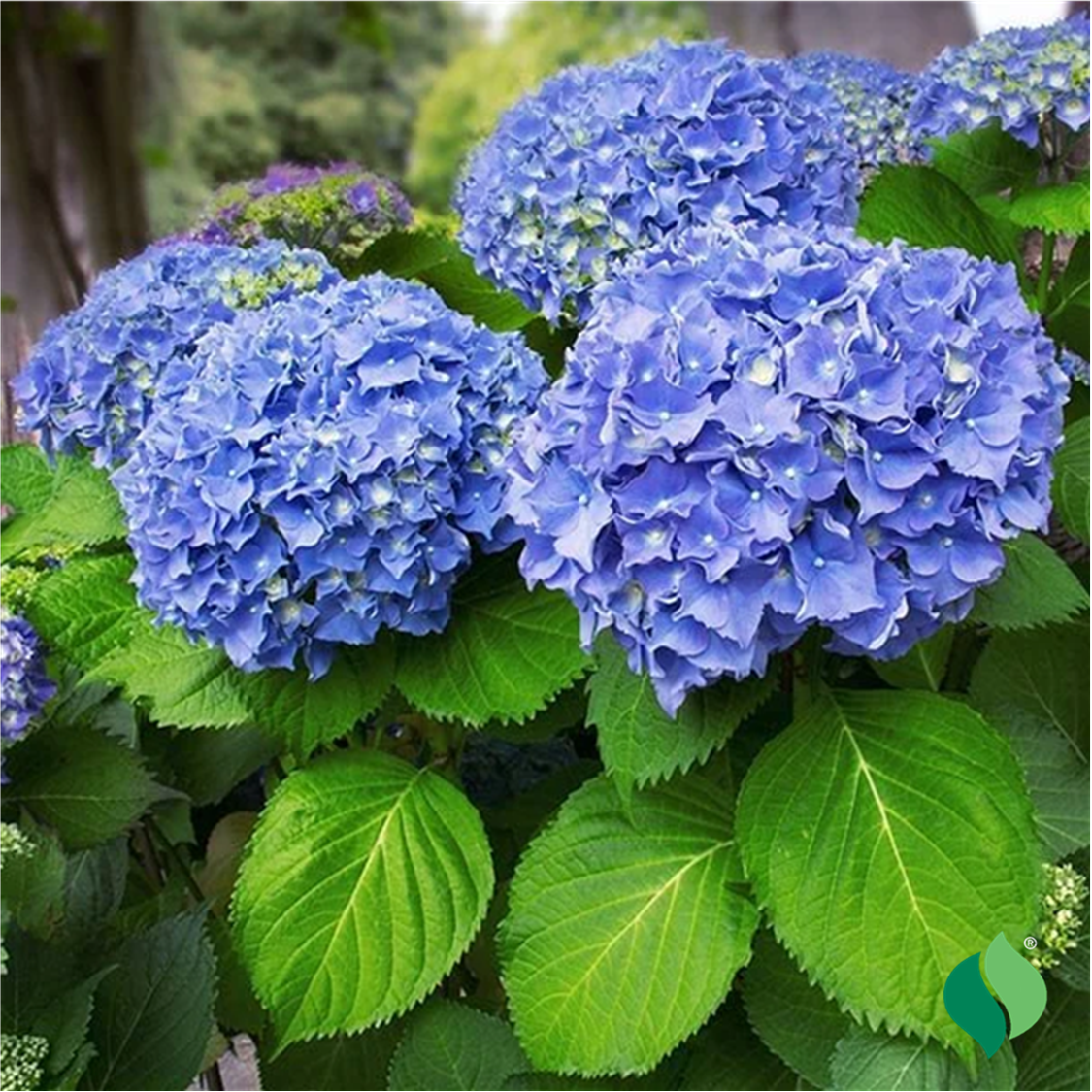 Hydrangea_blue2_DeGroot_Logo.png