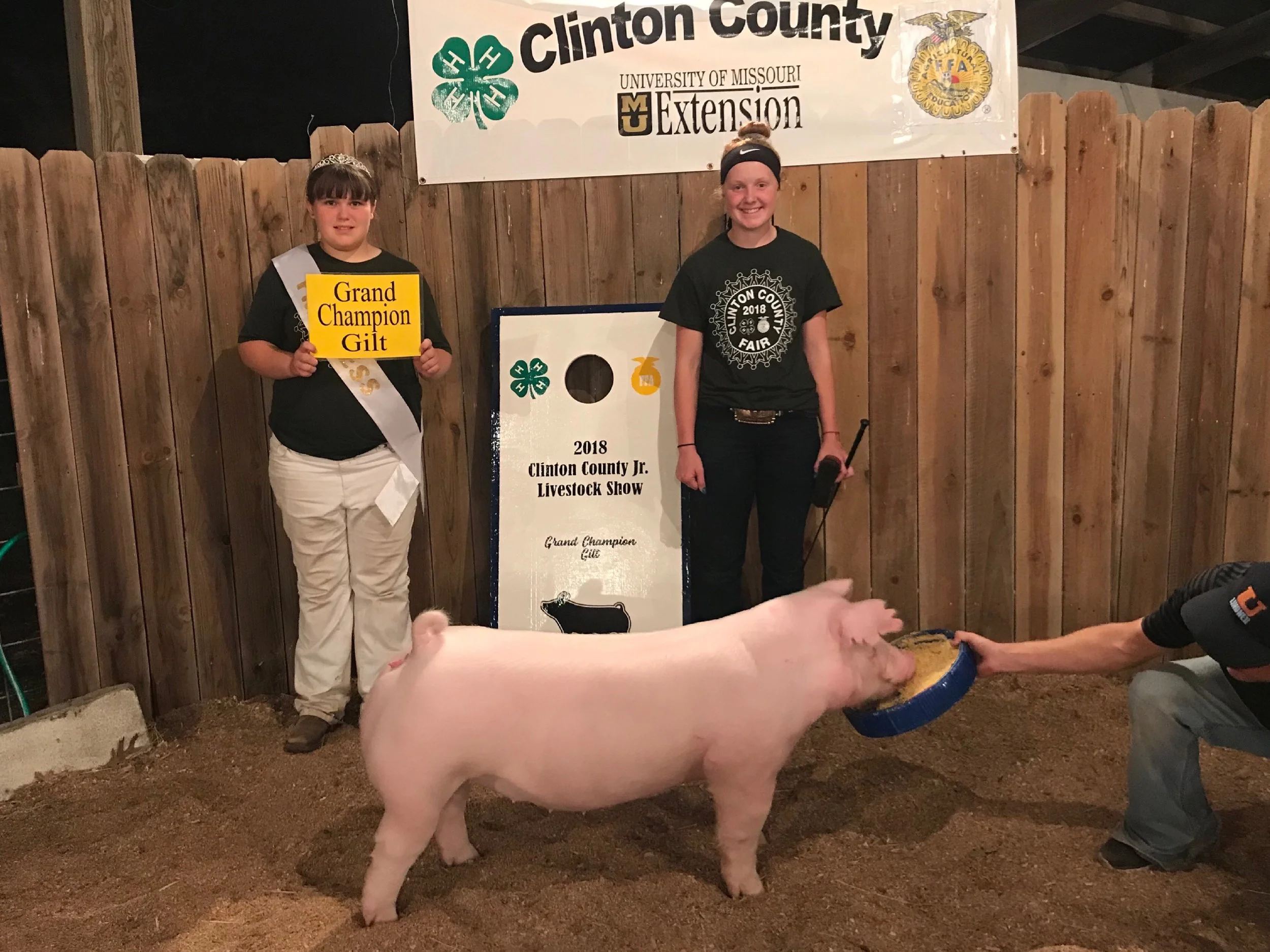 Champion Chester &amp; Grand Champion Gilt Clinton County Missouri