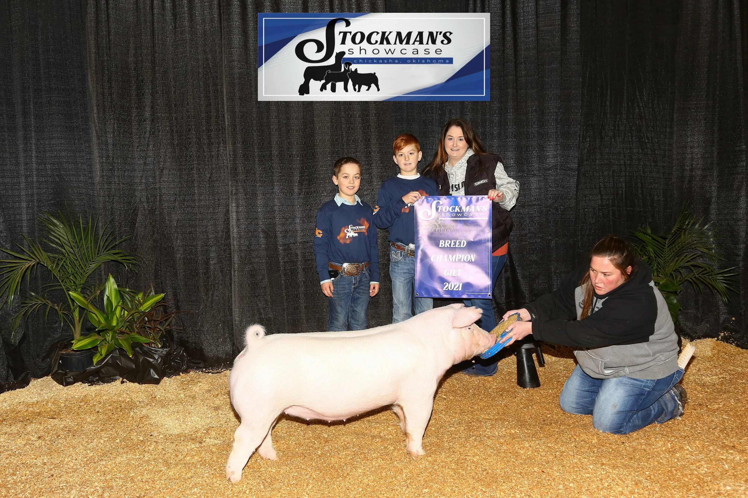 Champion Chester Gilt Stockmans Showcase