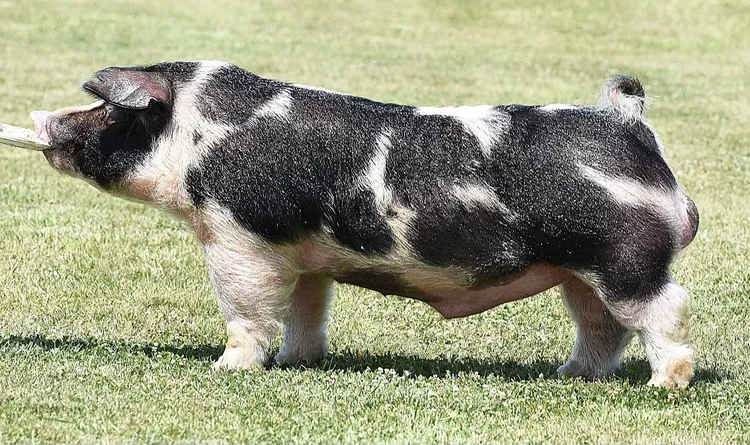 Our Boars — Team Sloan Livestock