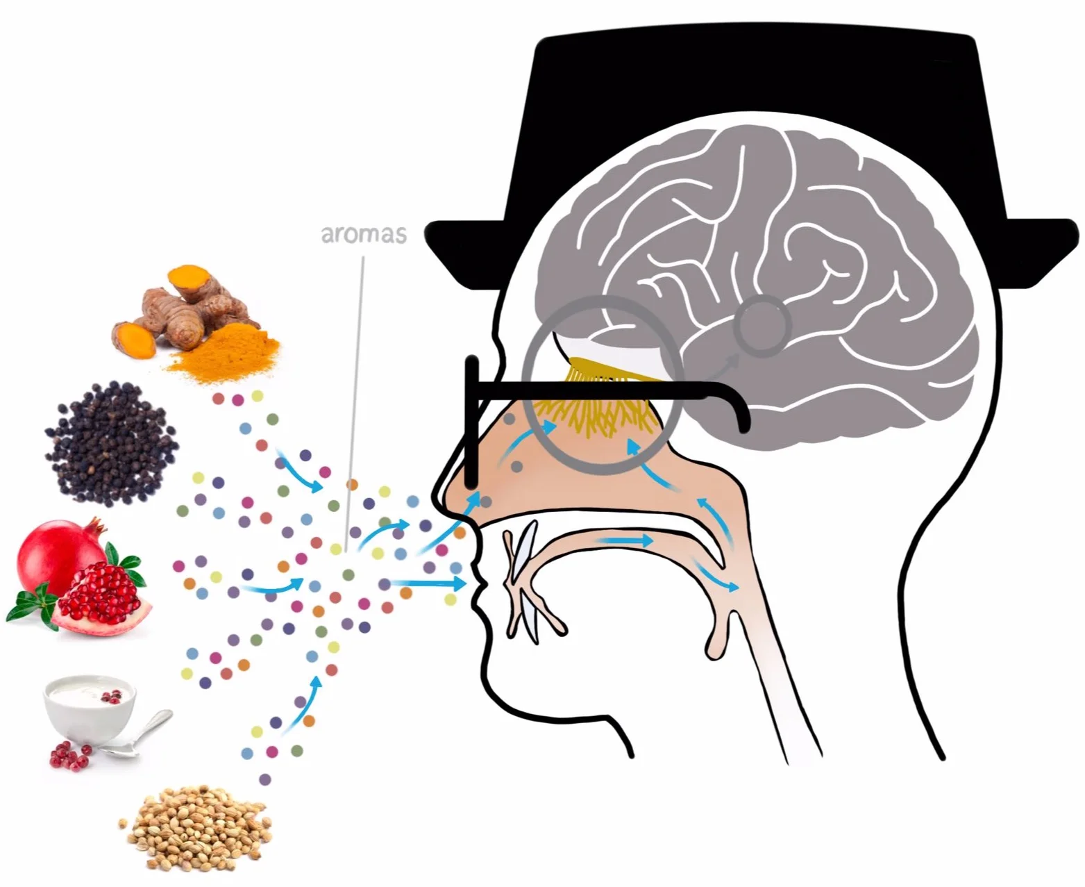 taste-diagram.jpg