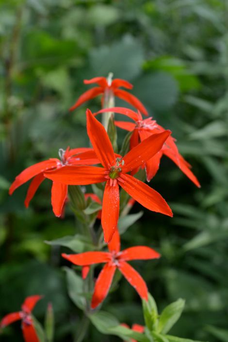 silene-regia-royal-catchfly_bright-red-five-parted-flower_470x705.jpg