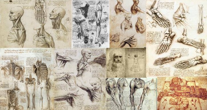 Anatomy Art Gallery — Miriam Nadia