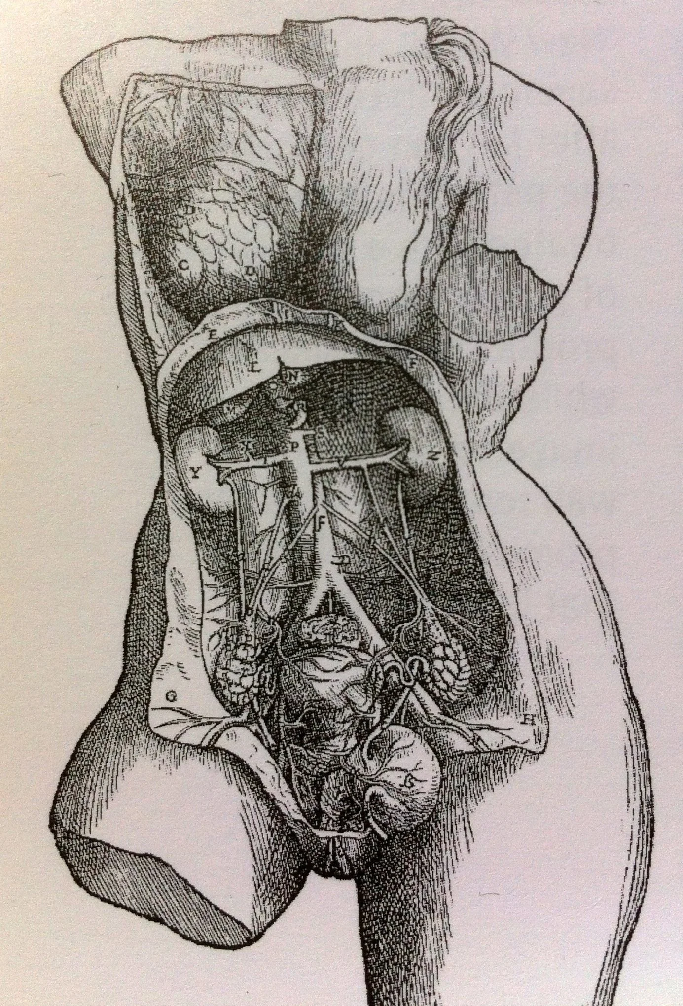 Andreas Vesalius
