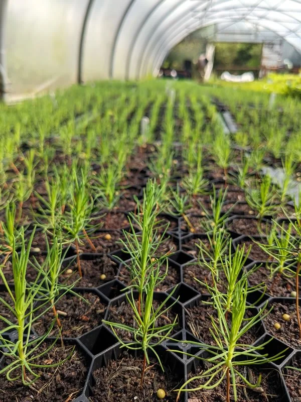 corrary_tree_nursery_seedlings_in_tunnel_200823.jpg