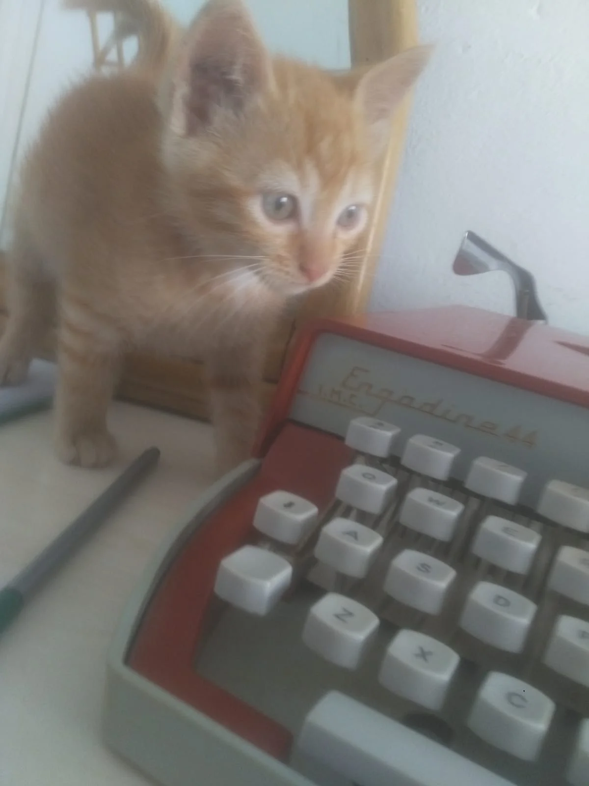 WhatsApp Image 2019-05-21 at 18.36.29.jpeg