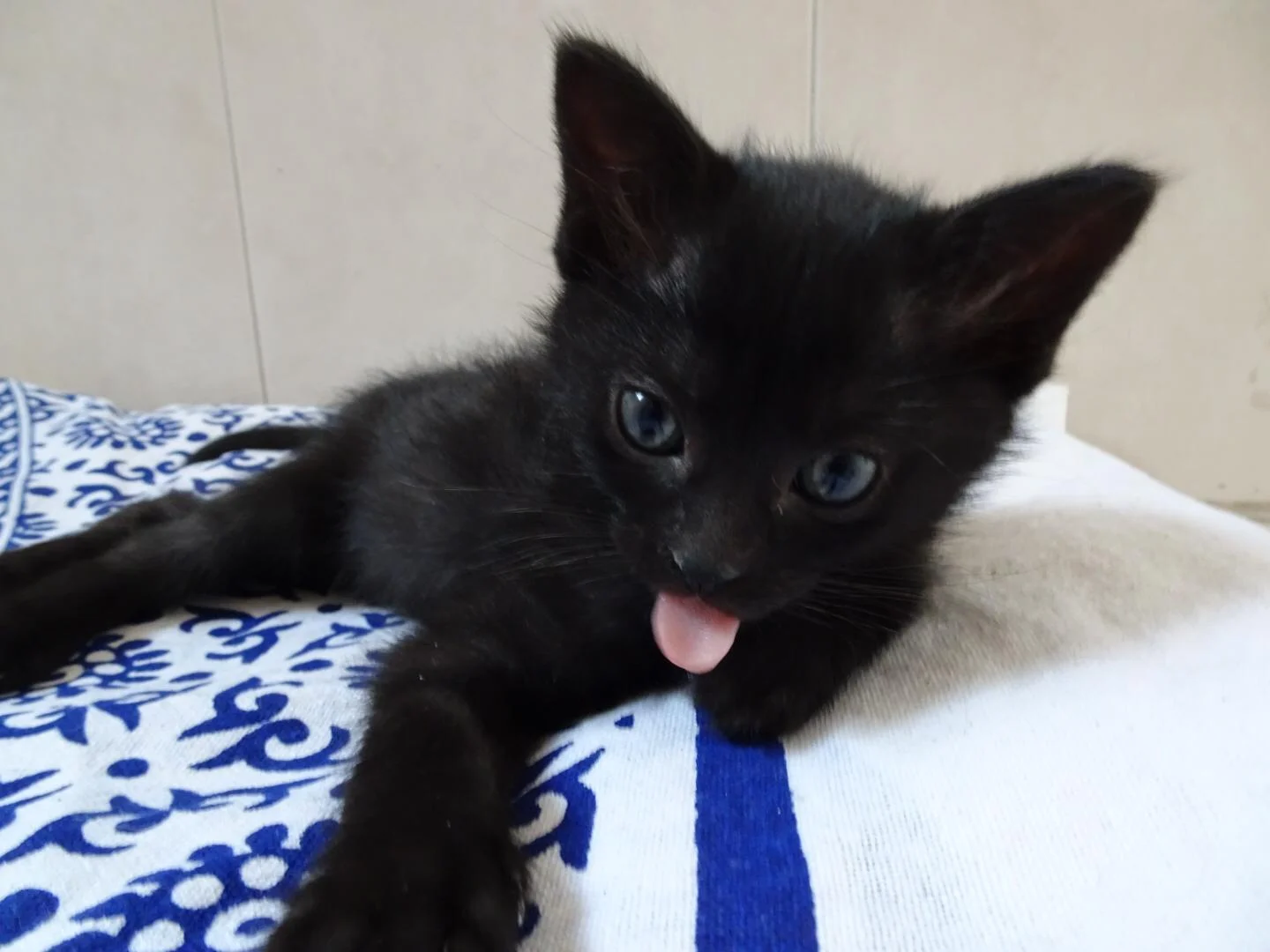 adopt a kitten barcelona.jpeg