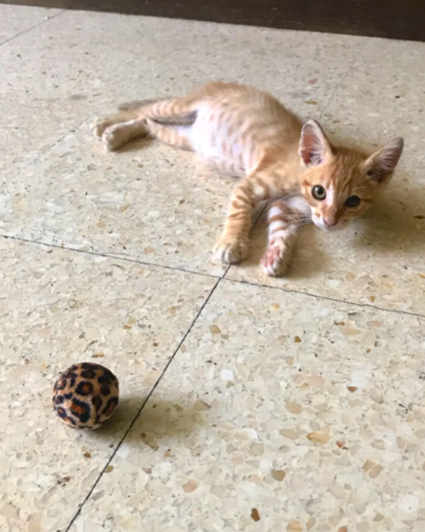 orange kitten for adoption.jpeg