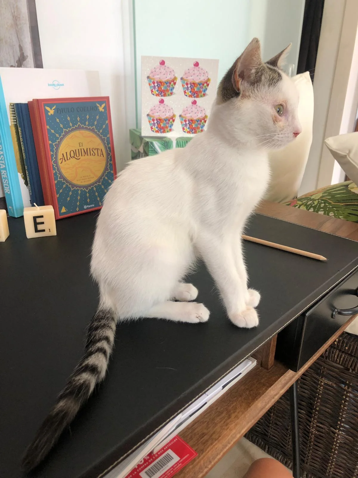 friendly male kitten available for adoption barcelona .jpg