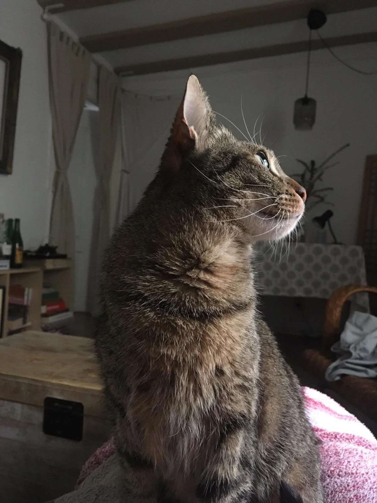 WhatsApp Image 2020-05-06 at 13.47.46.jpeg