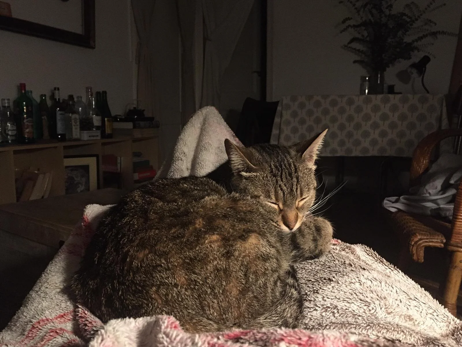 WhatsApp Image 2020-05-06 at 13.47.48.jpeg