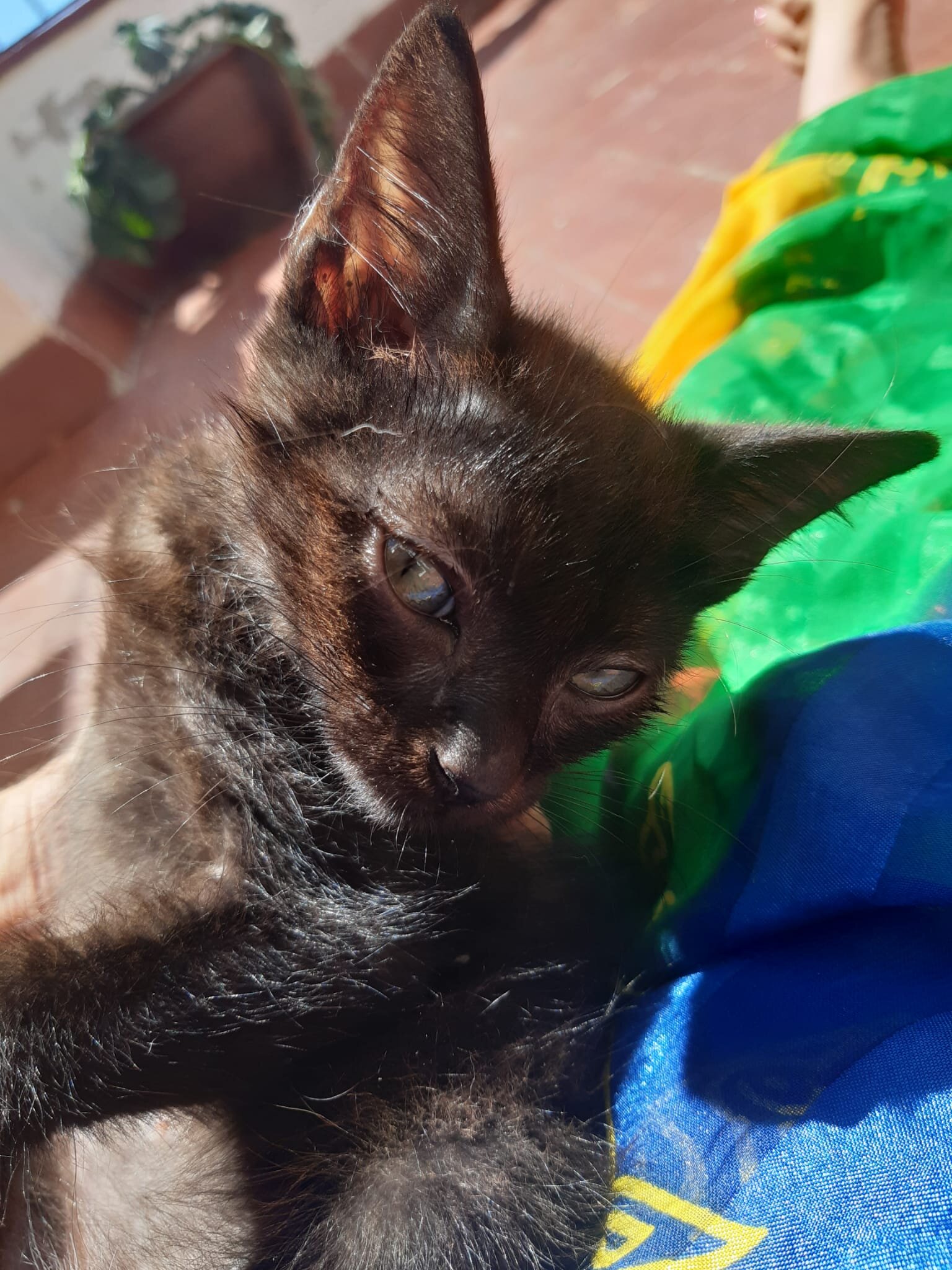 Adventurous black kitten for adoption Barcelona 
