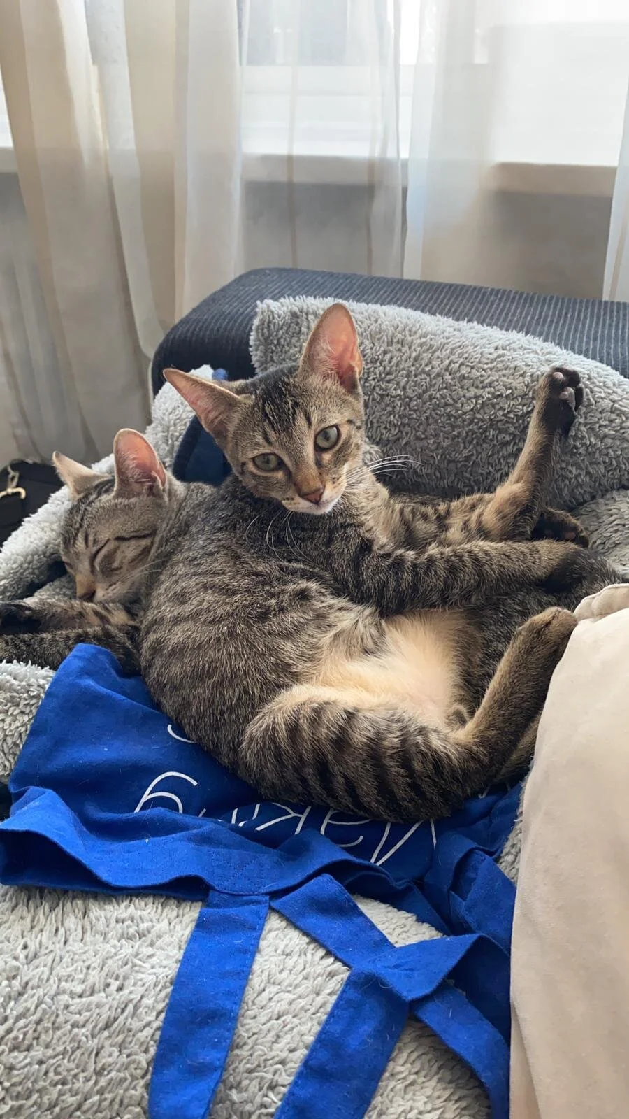 Gatalunya alumni: Stripe &amp; Eowyn