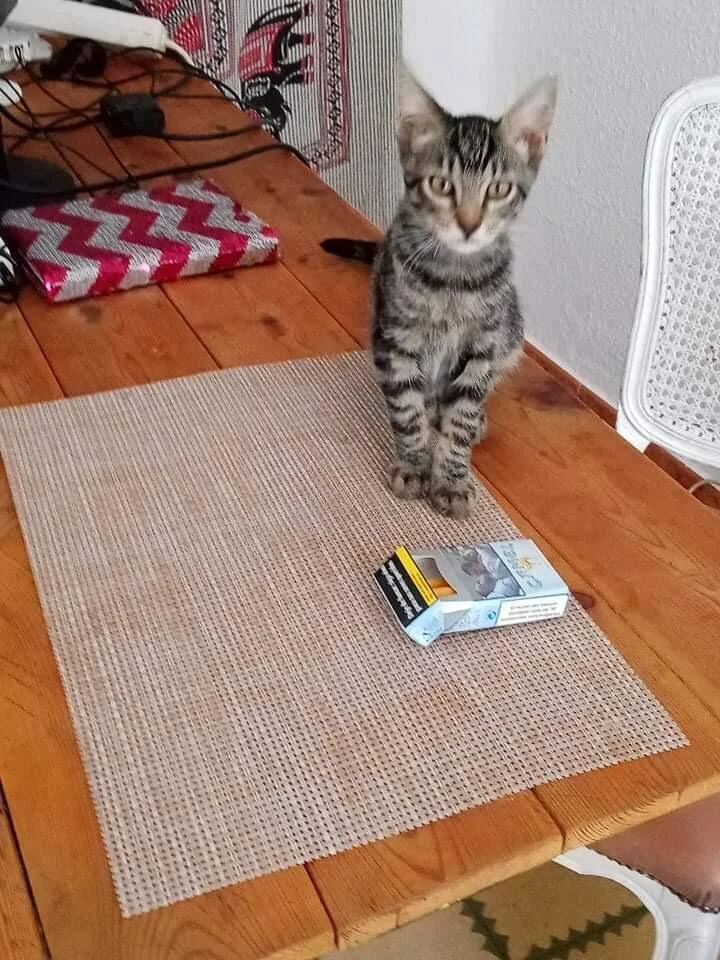 Tabby en adopcion catalunya .jpeg