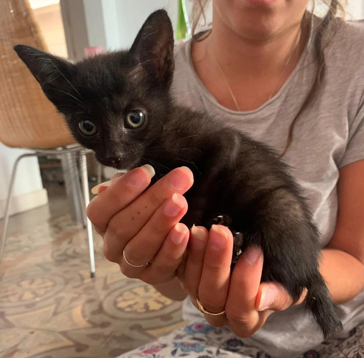 tiny black female kitten adoption barcelona.jpeg