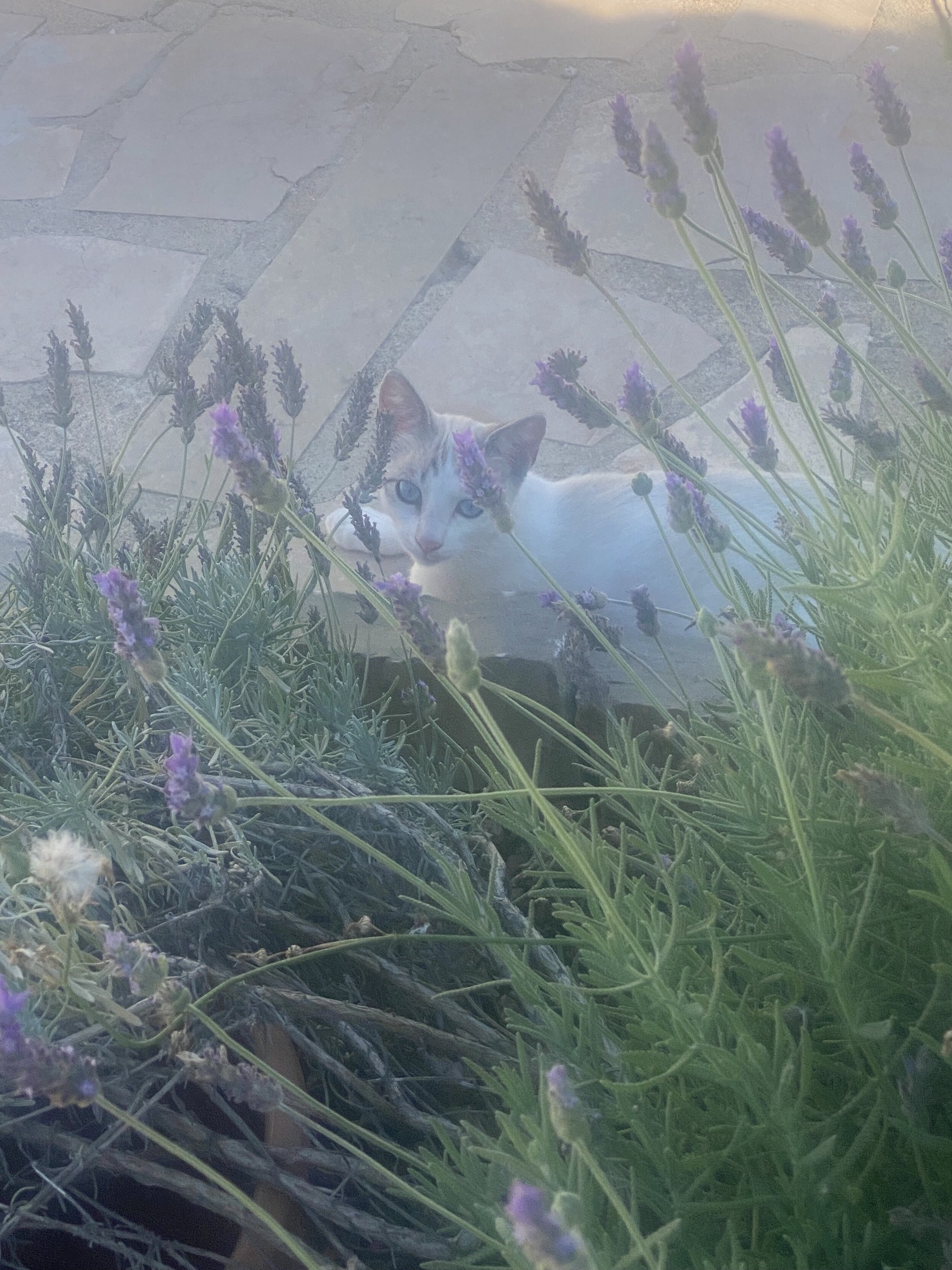 IMG_8452.jpeg