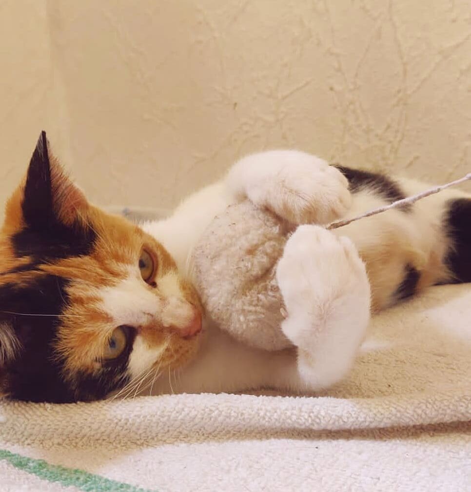 Lucy 3.jpeg