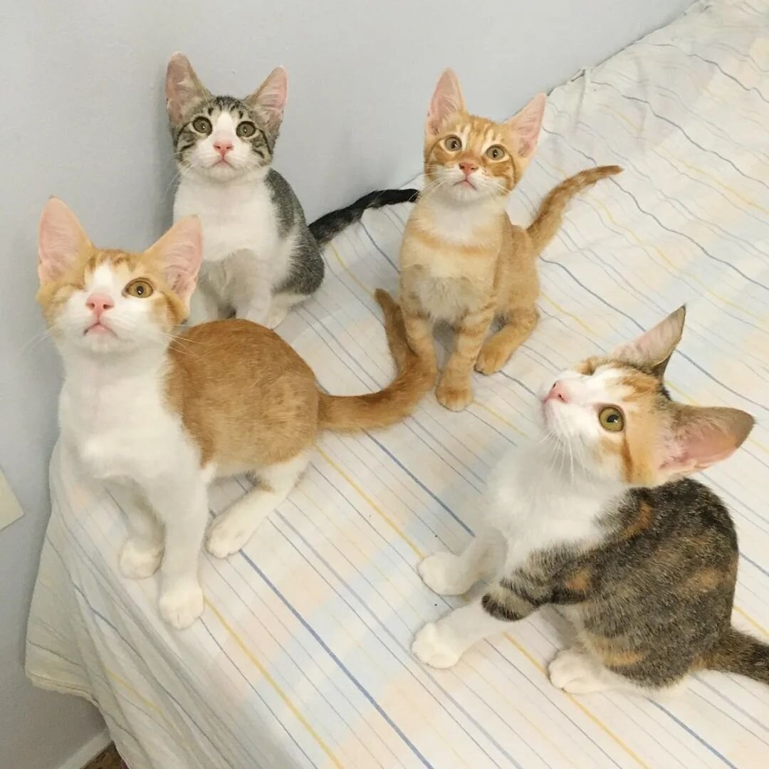 En adopci&oacute;n: Emma, Rumi, Lewis y Neo (castellano en los comentarios)
.
The remainder of our big group of eye trouble kittens are now ready to be adopted! 🎉 We're so happy to get them to this point given where they started: 3/8 lost an eye, an